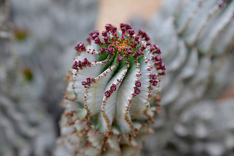 Snowflake or Euphorbia polygona  Euphorbia polygonifolia,Geotagged,Seaside sandmat,United States,Winter