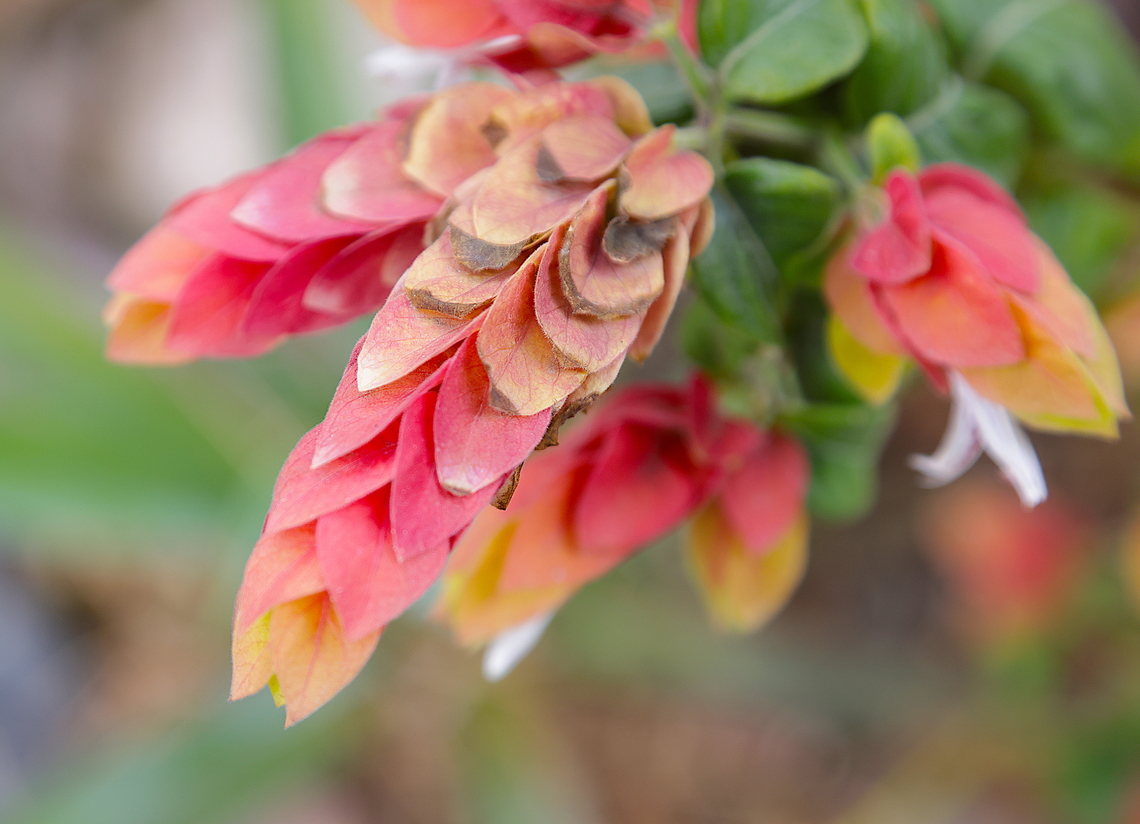 Shrimp Plant or Justicia brandegeana  Geotagged,Justicia brandegeeana,Shrimp Plant,United States,Winter