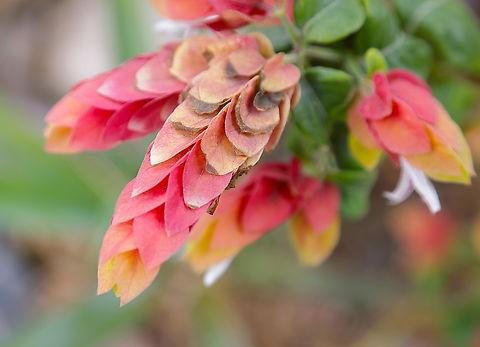 Shrimp Plant or Justicia brandegeana  Geotagged,Justicia brandegeeana,Shrimp Plant,United States,Winter