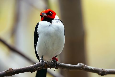 Red-capped Cardinal or Paroaria gularis  Geotagged,Paroaria gularis,Red-capped cardinal,United States,Winter