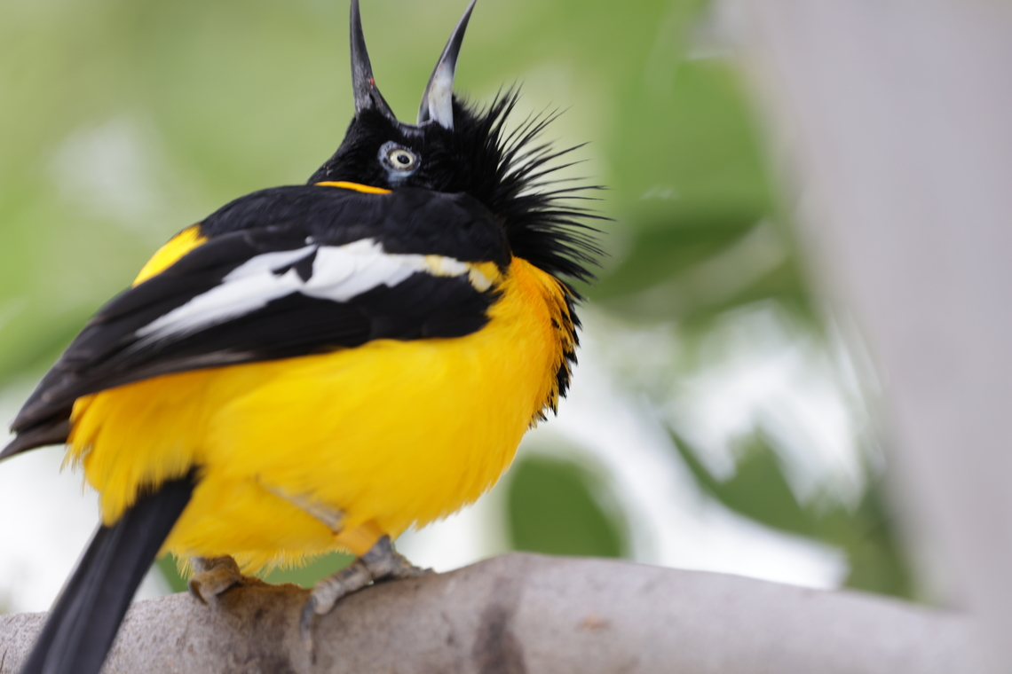Venezuelan Troupial or Icterus icterus  Geotagged,Icterus icterus,United States,Venezuelan Troupial,Winter