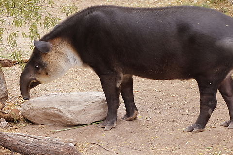 Baird's tapir or Tapirus bairdii  Baird&rsquo;s Tapir,Geotagged,Tapirus bairdii,United States,Winter