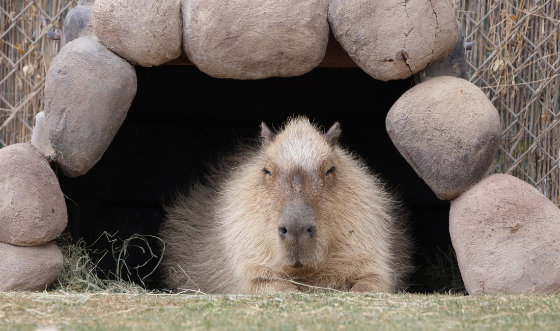 Capybara or Hydrochoerus hydrochaeris  Capybara,Geotagged,Hydrochoerus hydrochaeris,United States,Winter
