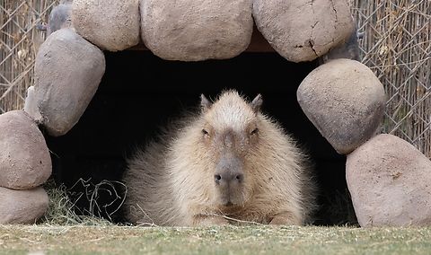 Capybara or Hydrochoerus hydrochaeris  Capybara,Geotagged,Hydrochoerus hydrochaeris,United States,Winter