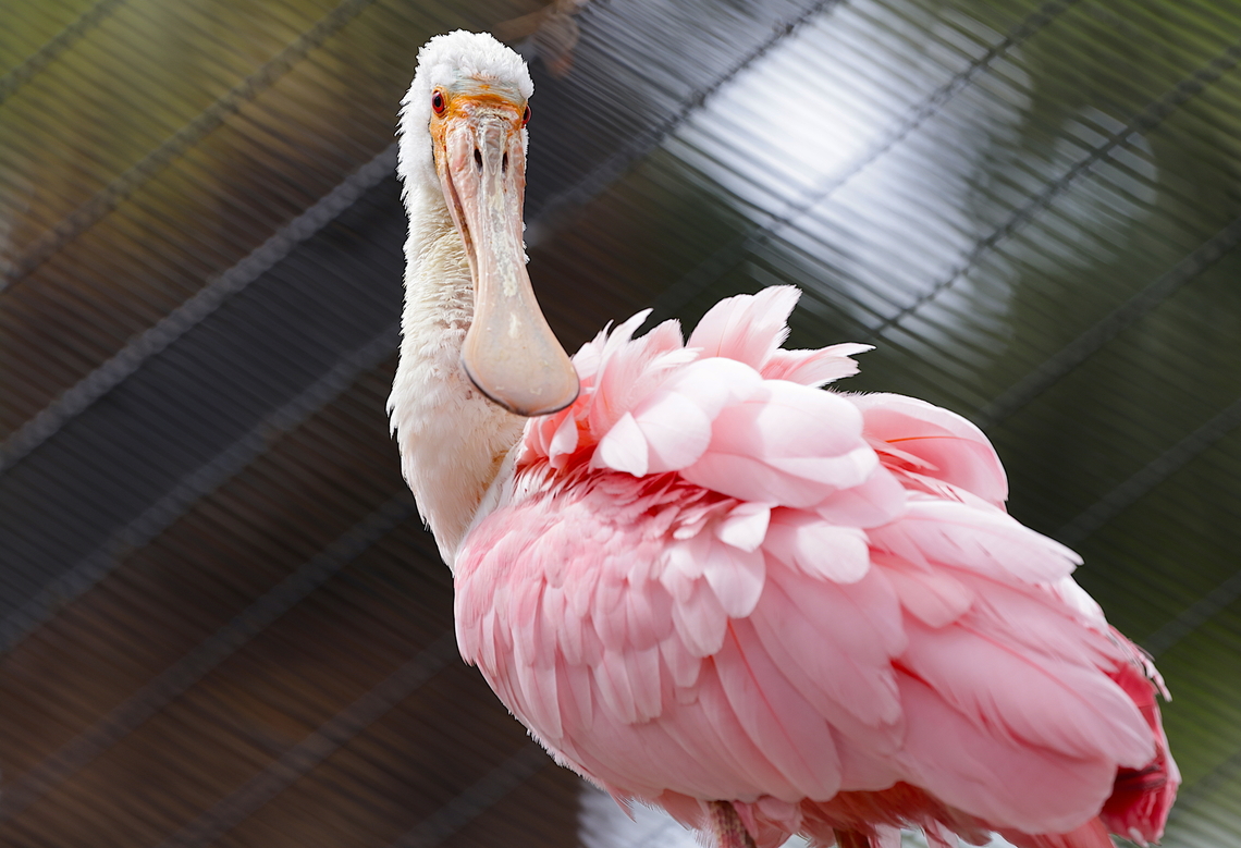 Roseate Spoonbill or Platalea ajaja  Geotagged,Platalea ajaja,Roseate Spoonbill,United States,Winter