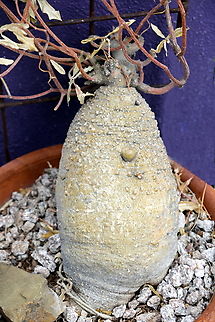 Hottentot Bread or Fockea edulis The common name for Fockea edulis is "Hottentot Bread" or simply "Fockea". The name "Hottentot Bread" comes from the fact that indigenous South African people, particularly the Khoisan, traditionally used the plant's tuber as a food source. However, it requires proper preparation to remove toxic compounds. Fockea edulis,Geotagged,United States,Winter