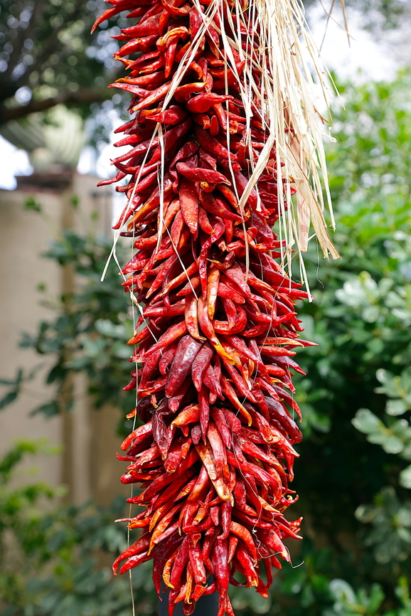 Hatch Chilies or Capsicum annuum The dried Hatch chiles strung together are commonly called ristras.<br />
A ristra is a traditional method of drying chile peppers by threading them on a string and hanging them, often seen in the southwest. While they&#039;re decorative, they&#039;re also functional&mdash;you can take chiles from the ristra for cooking once they&#039;ve dried.<br />
They&rsquo;re especially iconic in places like Tucson, Arizona. Capsicum annuum,Chili Pepper,Geotagged,United States,Winter