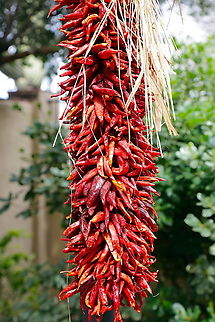 Hatch Chilies or Capsicum annuum The dried Hatch chiles strung together are commonly called ristras.
A ristra is a traditional method of drying chile peppers by threading them on a string and hanging them, often seen in the southwest. While they're decorative, they're also functional—you can take chiles from the ristra for cooking once they've dried.
They’re especially iconic in places like Tucson, Arizona. Capsicum annuum,Chili Pepper,Geotagged,United States,Winter