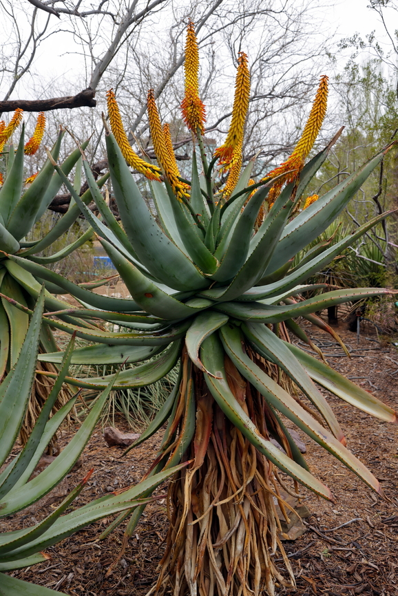 Aloe Ferox or Asphodetaceae <figure class="photo"><a href="https://www.jungledragon.com/image/168226/aloe_ferox.html" title="Aloe Ferox"><img src="https://s3.amazonaws.com/media.jungledragon.com/images/5803/168226_thumb.JPG?AWSAccessKeyId=05GMT0V3GWVNE7GGM1R2&Expires=1759968010&Signature=pgJ%2BwtweXZ07v%2BOhnMY98AcwmUw%3D" width="200" height="160" alt="Aloe Ferox  Aloe ferox,Bitter Aloe,Geotagged,United States,Winter" /></a></figure> Aloe ferox,Bitter Aloe,Geotagged,United States,Winter
