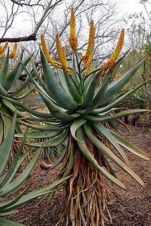 Aloe Ferox or Asphodetaceae https://www.jungledragon.com/image/168226/aloe_ferox.html Aloe ferox,Bitter Aloe,Geotagged,United States,Winter