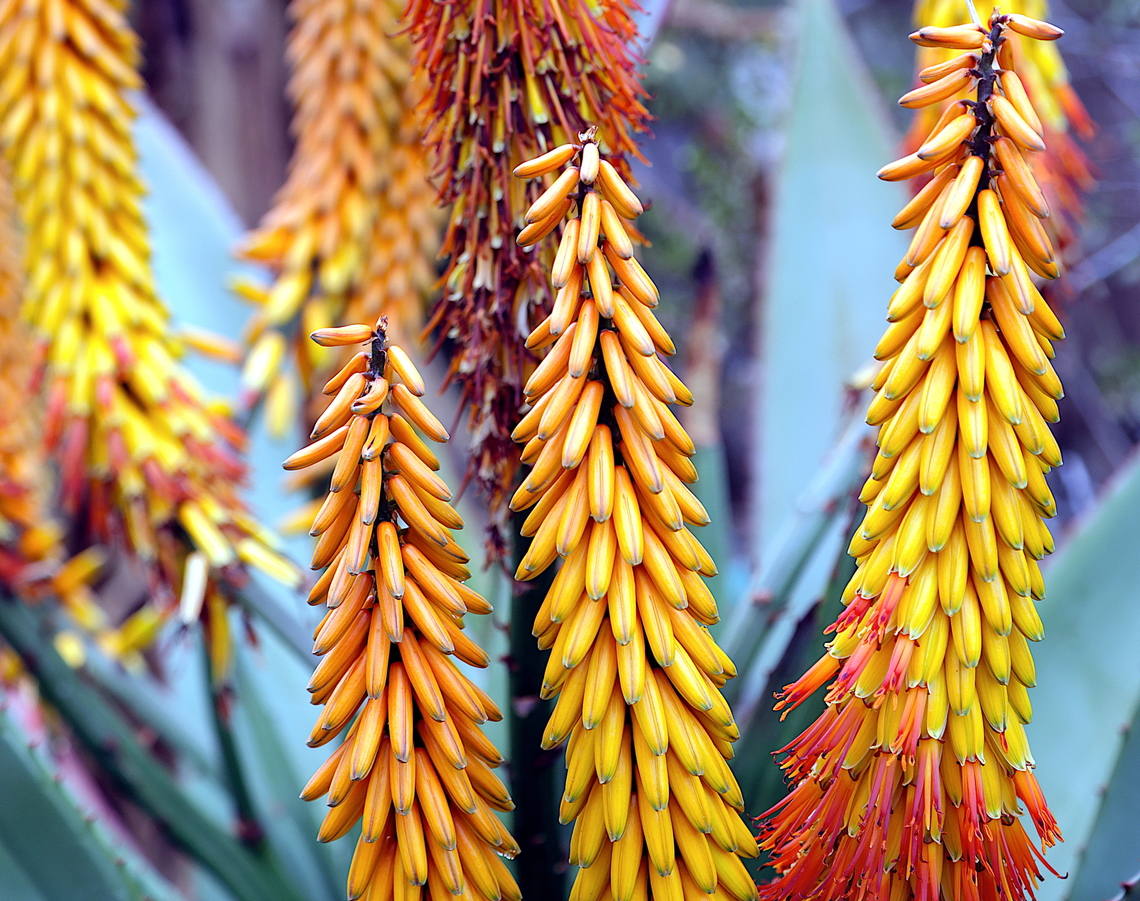 Aloe Ferox  Aloe ferox,Bitter Aloe,Geotagged,United States,Winter