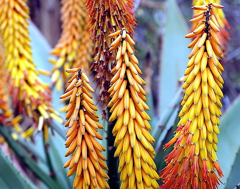 Aloe Ferox  Aloe ferox,Bitter Aloe,Geotagged,United States,Winter