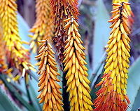 Aloe Ferox  Aloe ferox,Bitter Aloe,Geotagged,United States,Winter