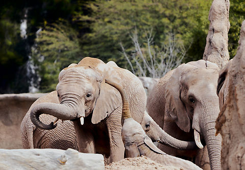 African Bush Elephants or Loxodonta africana This herd shown here tossing dirt on their backs for sun and insect protection is structured around a matriarchal society, led by Semba, the oldest female, who guides and nurtures the group. ​
Semba: The matriarch and mother to several calves, known for her leadership within the herd. ​
Nandi: Born in 2014, Nandi was the first elephant calf born at Reid Park Zoo. She has grown into a nurturing older sister, actively participating in the care of younger siblings. ​
Penzi: Born in April 2020, Penzi is known for her playful nature and curiosity, often engaging in activities like swimming and mud wallowing. ​
Meru: The youngest member, born on March 8, 2024. She was named after Mount Meru in Tanzania, following a community poll. ​
Lungile: An adult female who plays a supportive role in the herd, often assisting in the care of the younger elephants. African bush elephant,Geotagged,Loxodonta africana,United States,Winter