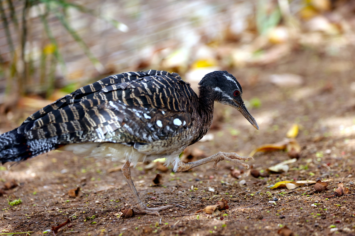 Sunbittern or Eurypyga kelias  Eurypyga helias,Geotagged,Sunbittern,United States,Winter