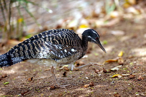 Sunbittern or Eurypyga kelias  Eurypyga helias,Geotagged,Sunbittern,United States,Winter