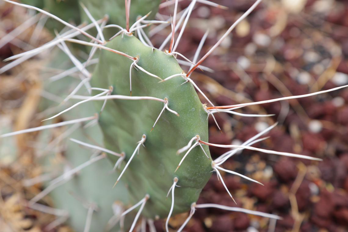 Penca Chica or Opuntia sulphurea  Geotagged,Opuntia sulphurea,United States,Winter