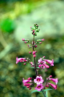 Parrys Penstemon or Penstemon parryi  Geotagged,Parrys Penstemon,Penstemon parryi,United States,Winter
