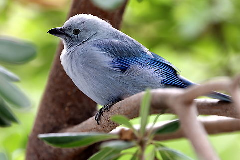 Blue-gray tanager or Thraupis episcopus  Blue-gray tanager,Geotagged,Thraupis episcopus,United States,Winter