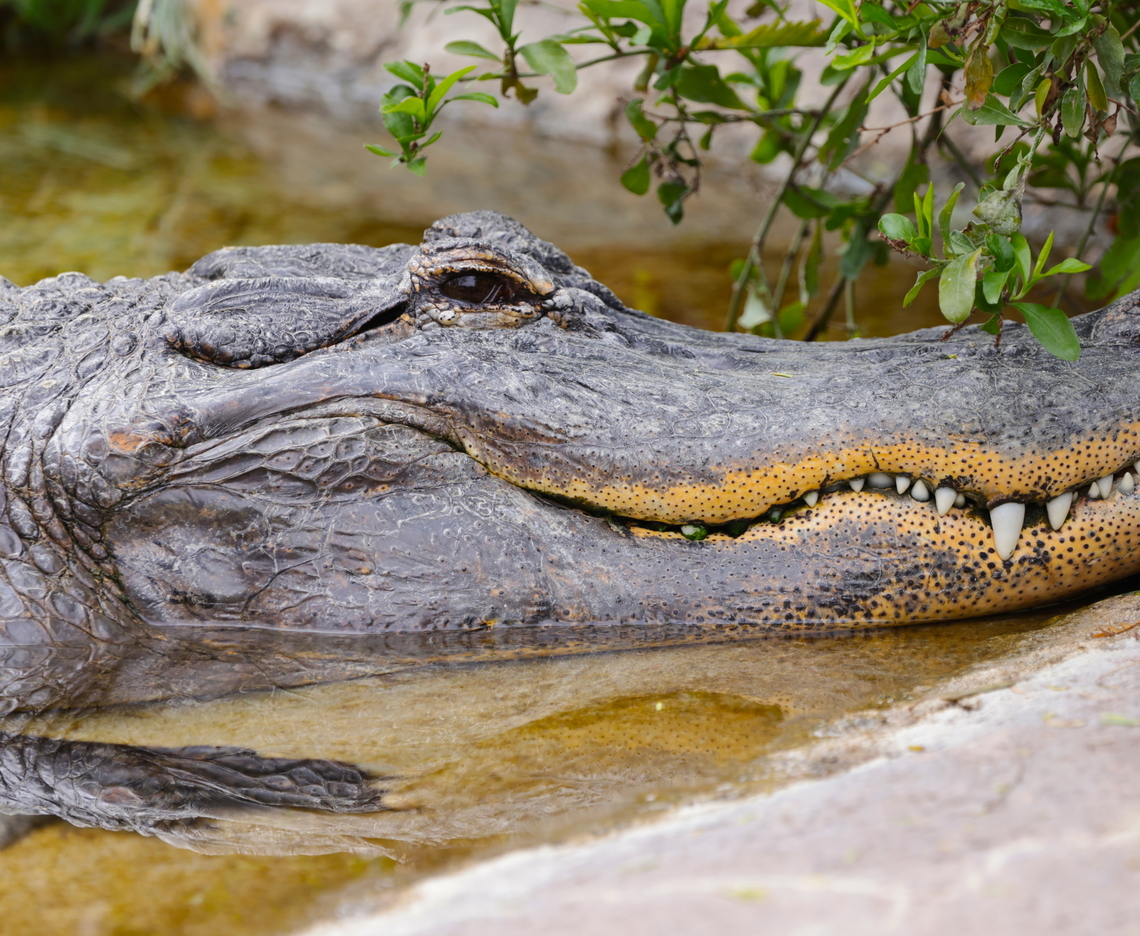 American Alligator or Alligator mississippienis The spots around the lips of the American alligator mouth and lips are sensory organs called integumentary sensory organs (ISOs). Each one is a highly sensitive dome-shaped pressure receptor. Crocodiles also have ISOs, but theirs are all over their bodies, while alligators have them mainly around the mouth.<br />
They help the alligator detect changes in water pressure and vibrations, which is useful for hunting in murky water. They&rsquo;re so sensitive that they can detect tiny ripples caused by prey moving nearby. They may also aid in detecting touch and texture when handling objects or prey. Alligator mississippiensis,American alligator,Geotagged,United States,Winter