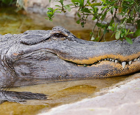 American Alligator or Alligator mississippienis The spots around the lips of the American alligator mouth and lips are sensory organs called integumentary sensory organs (ISOs). Each one is a highly sensitive dome-shaped pressure receptor. Crocodiles also have ISOs, but theirs are all over their bodies, while alligators have them mainly around the mouth.
They help the alligator detect changes in water pressure and vibrations, which is useful for hunting in murky water. They’re so sensitive that they can detect tiny ripples caused by prey moving nearby. They may also aid in detecting touch and texture when handling objects or prey. Alligator mississippiensis,American alligator,Geotagged,United States,Winter