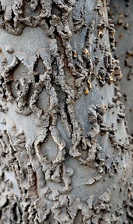 Netleaf Hackberry tree bark or Celtis reticulata  Celtis reticulata,Geotagged,Netleaf Hackberry,United States,Winter
