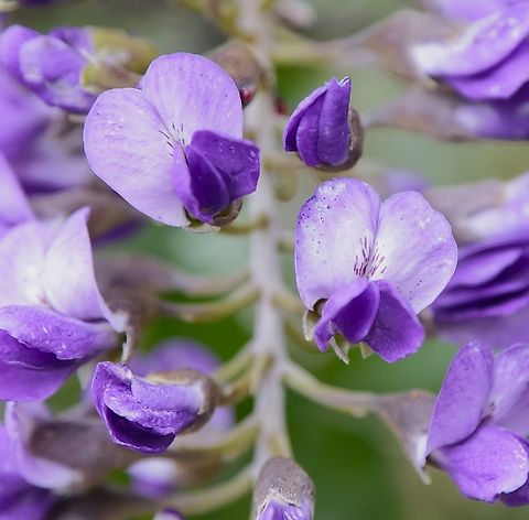 Texas Mountain Laurel or Sophora secundiflora  Dermatophyllum secundiflorum,Geotagged,United States,Winter