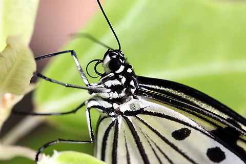 Paper Kite butterfly or Idea leuconoe  Geotagged,Idea leuconoe,Paper Kite,United States,Winter