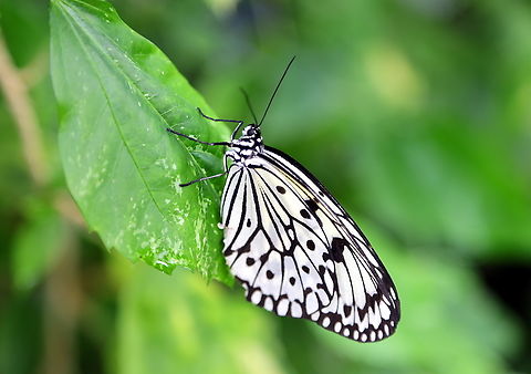Paper Kite or Idea leuconoe https://www.jungledragon.com/image/157378/paper_kite_butterfly_or_idea_leuconoe.html Geotagged,Idea leuconoe,Paper Kite,United States,Winter