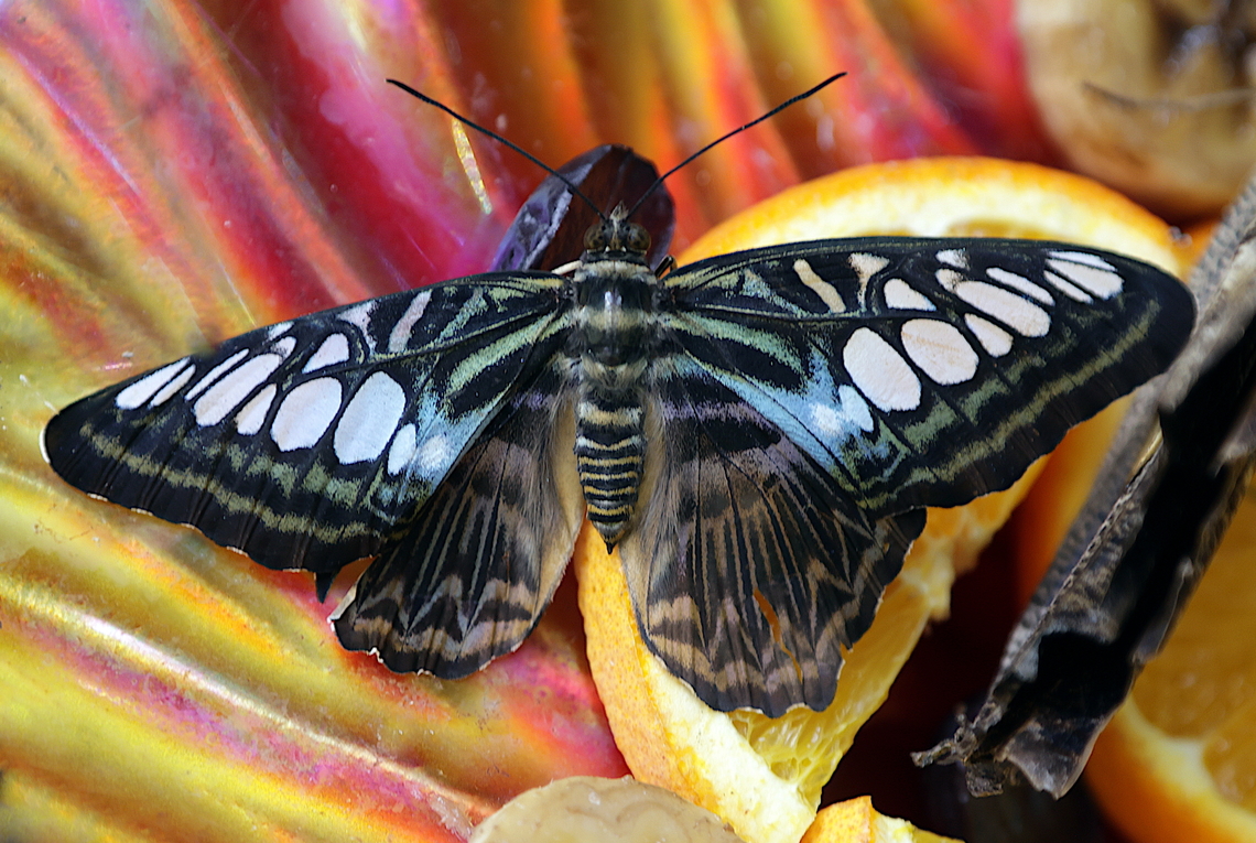 Blue Clipper or Partheonos sylvia lilacinus  Geotagged,Parthenos sylvia,Partheonos sylvia,United States,Winter