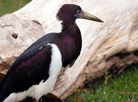 Abdims Stork or Ciconia abdimii Abdim's storks are an unusual stork because they are found more in grasslands than in marshlands. In the wild they live throughout central and southern Africa on the hunt for insect swarms to consume. Abdim's stork,Ciconia abdimii,Geotagged,United States,Winter