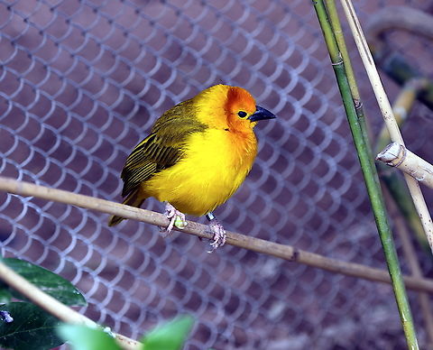 Taveta weaver or Ploceus castaneiceps  Geotagged,Ploceus castaneiceps,Taveta weaver,United States,Winter
