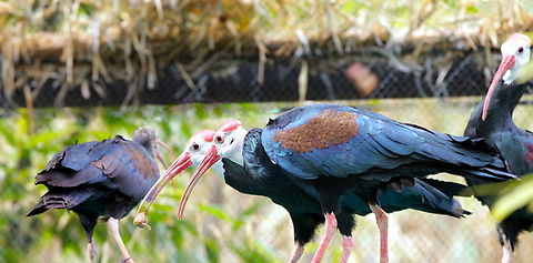 Southern Bald Ibus or Geronticus calvus  Geotagged,Geronticus calvus,United States,Winter,southern bald ibis