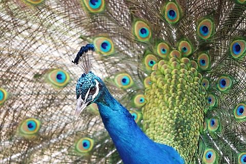 Peacock, Indian Peafowl or Pavo cristatus  Geotagged,Indian peafowl,Pavo cristatus,United States,Winter