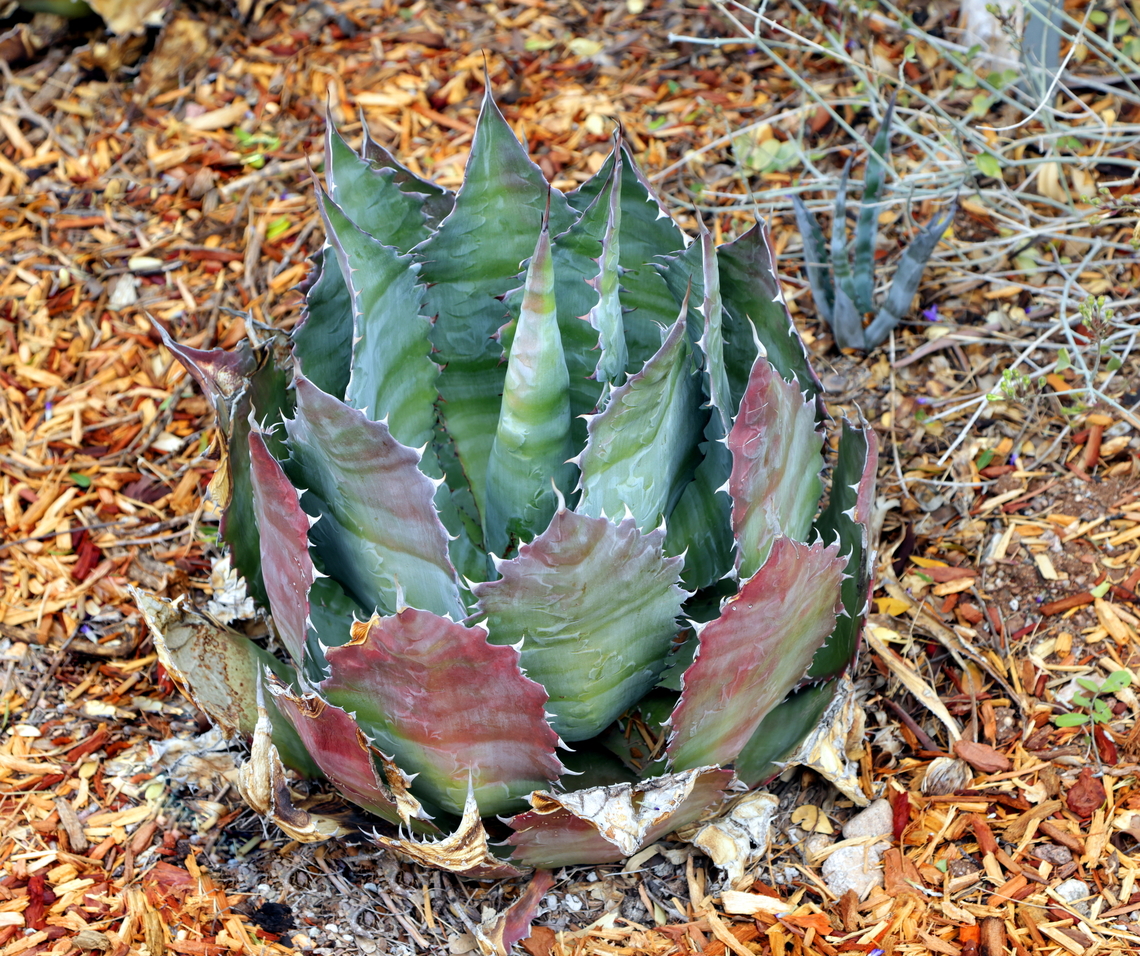 Cabbage Head Agave or Agave parrasana  Agave parrasana,Geotagged,United States,Winter