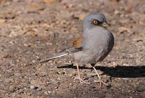Yellow-eyed Junco or Junco phaeonotus  Geotagged,Junco phaeonotus,United States,yellow-eyed junco