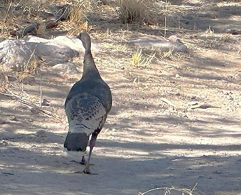 Gould's Wild Turkey or Meleagris gallopavo mexicana Gould&rsquo;s wild turkeys (Meleagris gallopavo mexicana), the largest subspecies of the North American wild turkey. These birds are native to the Sky Island mountain ranges of southeastern Arizona and northern Mexico.

By the early 1900s, the turkeys had been extirpated from the region due to overhunting and habitat loss. In the 1990s, conservation efforts led by the Arizona Game and Fish Department, in collaboration with the U.S. Forest Service, the National Wild Turkey Federation, and Mexico&rsquo;s Centro Ecol&oacute;gico de Sonora, reintroduced Gould&rsquo;s turkeys into the Chiricahua Mountains and other Sky Island ranges and now thrive in the area.IMG7640[2] Geotagged,Meleagris gallopavo,United States,Wild turkey