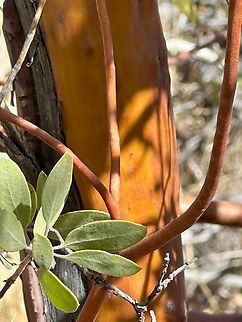Pointleaf Manzanita or Arctostaphylos pungens &bull; Appearance: This evergreen shrub typically grows between 3 to 10 feet tall. It features distinctive smooth, twisting branches with a bright red bark that contrasts beautifully with its foliage.UA Cooperative Extension
&bull; Leaves: The leaves are small, oval-shaped, and leathery, exhibiting a glossy green hue. They are well-adapted to the arid conditions of the region.
&bull; Habitat: Pointleaf Manzanita thrives in the mid-elevation zones (approximately 3,500&ndash;6,500 feet) of the Sky Island mountain ranges, including the Chiricahua Arctostaphylos pungens,Geotagged,Pointleaf Manzanita,United States