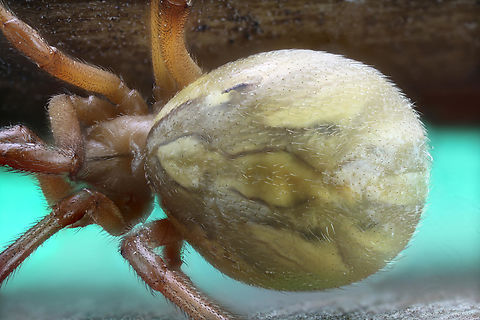 Black Widow male or Latrodectus hesperus  Geotagged,Latrodectus hesperus,United States,Western Black Widow