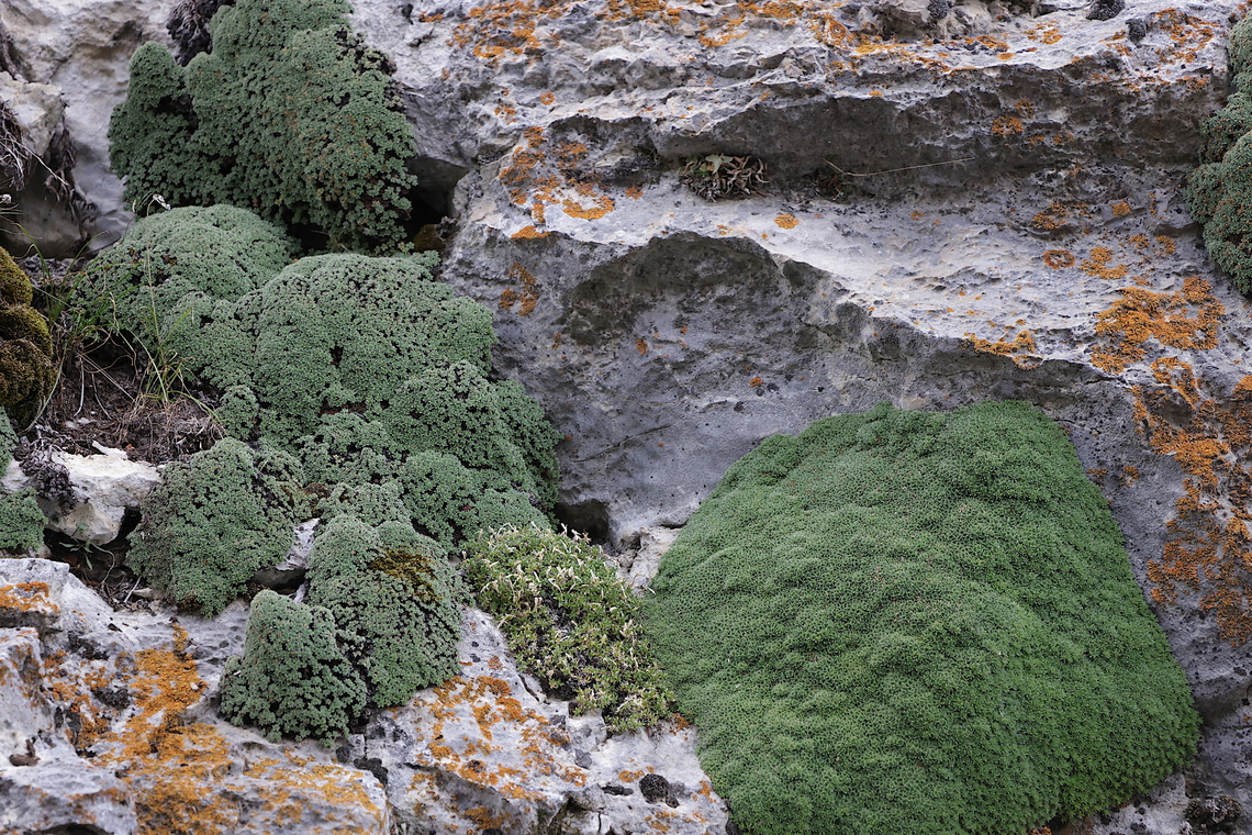 Kelseya Uniflora  Geotagged,Kelseya,Kelseya uniflora,Summer,United States