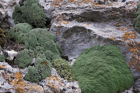 Kelseya Uniflora  Geotagged,Kelseya,Kelseya uniflora,Summer,United States