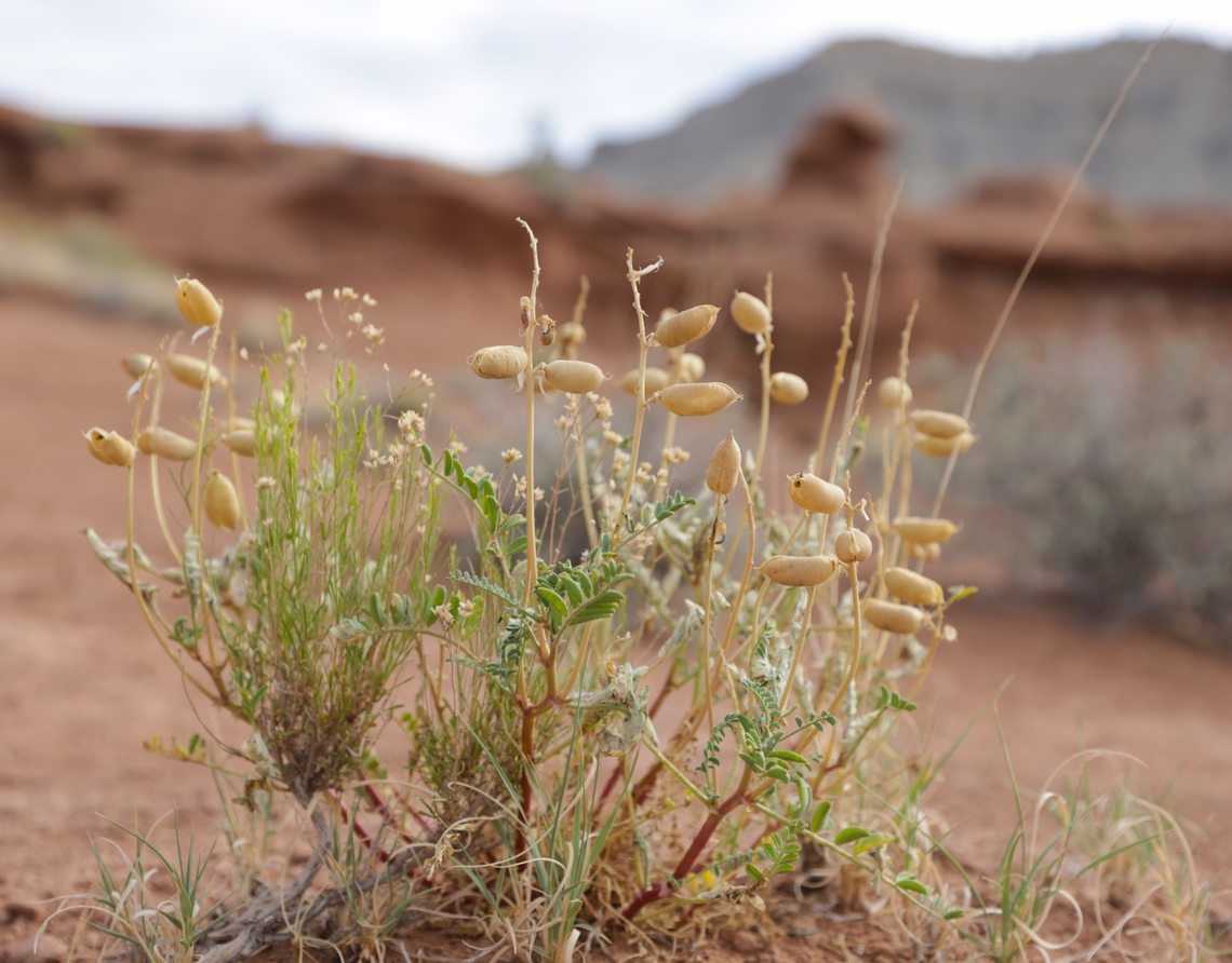 Littlefield Milkvetch or Astragalus preussii var. laxiflorus This has seeded but has a beautiful small flower when in season.<br />
<figure class="photo"><a href="https://www.jungledragon.com/image/170793/littlefield_milkvetch_seed_pod_or_astragalus_preussii_var._laxiflorus.html" title="Littlefield Milkvetch seed pod or Astragalus preussii var. laxiflorus"><img src="https://s3.amazonaws.com/media.jungledragon.com/images/5803/170793_thumb.JPG?AWSAccessKeyId=05GMT0V3GWVNE7GGM1R2&Expires=1770854410&Signature=R0Rj7jvDngcb8ZtVckwxVWdIa3M%3D" width="200" height="176" alt="Littlefield Milkvetch seed pod or Astragalus preussii var. laxiflorus Was in an area call Kodachrome Basin State Park, Utah. Kodachrome Basin State Park is named after the popular Kodachrome color film, a name given by a National Geographic Society expedition in 1948 due to the area's vibrant and striking colors. Astragalus preussii,Geotagged,Preuss' Milkvetch,Summer,United States" /></a></figure> Astragalus preussii,Geotagged,Preuss' Milkvetch,Summer,United States