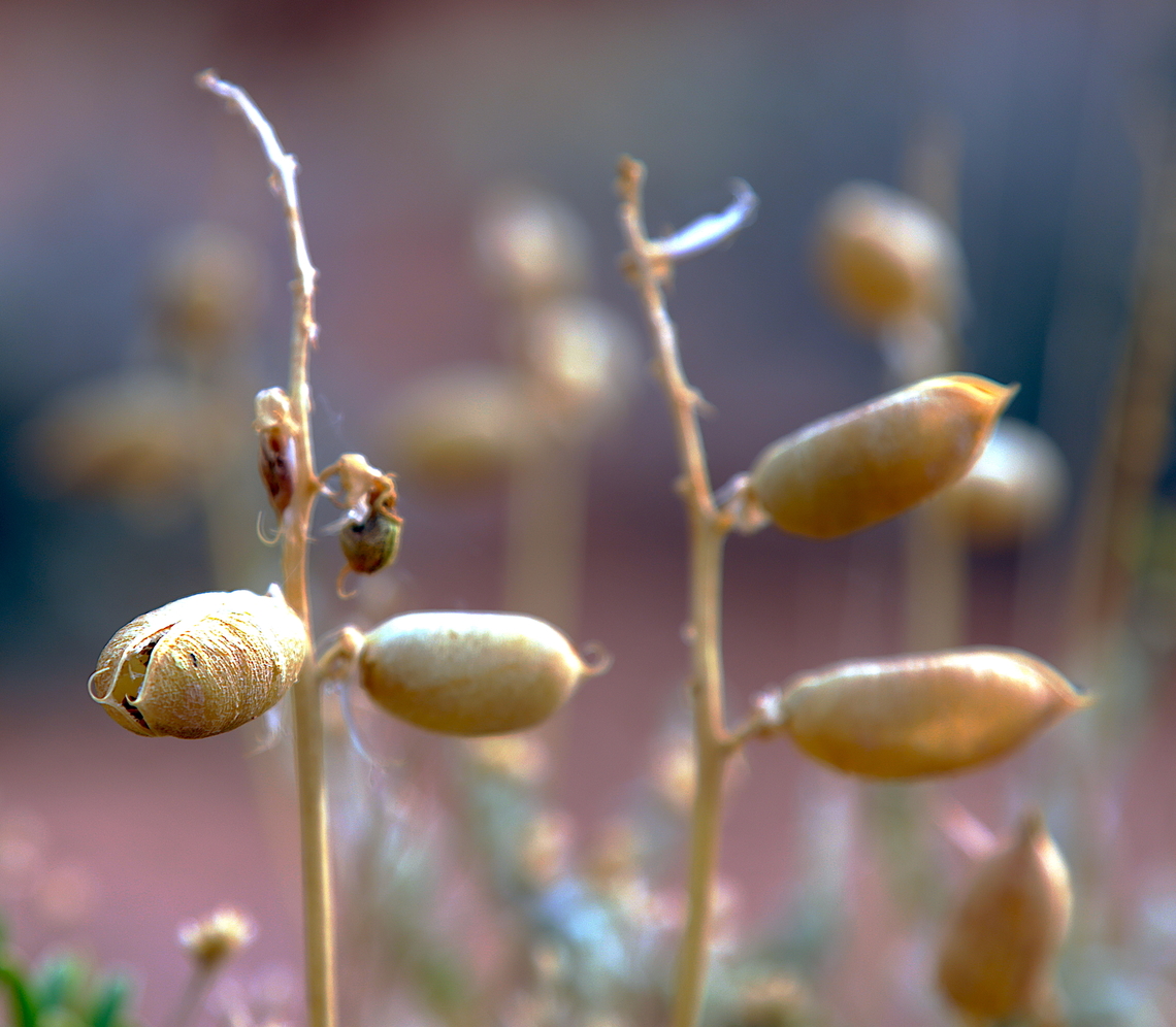 Littlefield Milkvetch seed pod or Astragalus preussii var. laxiflorus Was in an area call Kodachrome Basin State Park, Utah. Kodachrome Basin State Park is named after the popular Kodachrome color film, a name given by a National Geographic Society expedition in 1948 due to the area&#039;s vibrant and striking colors. Astragalus preussii,Geotagged,Preuss' Milkvetch,Summer,United States