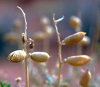 Littlefield Milkvetch seed pod or Astragalus preussii var. laxiflorus Was in an area call Kodachrome Basin State Park, Utah. Kodachrome Basin State Park is named after the popular Kodachrome color film, a name given by a National Geographic Society expedition in 1948 due to the area's vibrant and striking colors. Astragalus preussii,Geotagged,Preuss' Milkvetch,Summer,United States
