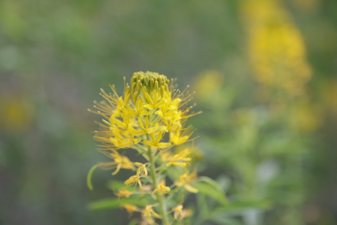 Yellow Bee Plant or Yellow Spiderflower, or Cleomella lutea <figure class="photo"><a href="https://www.jungledragon.com/image/170795/yellow_bee_plant_or_yellow_spiderflower_or_cleomella_lutea.html" title="Yellow Bee Plant or Yellow Spiderflower or Cleomella lutea"><img src="https://s3.amazonaws.com/media.jungledragon.com/images/5803/170795_thumb.JPG?AWSAccessKeyId=05GMT0V3GWVNE7GGM1R2&Expires=1759968010&Signature=RLDm6d35DWonYo%2FO8yP%2F2M0IpF4%3D" width="200" height="154" alt="Yellow Bee Plant or Yellow Spiderflower or Cleomella lutea  Cleomella lutea" /></a></figure><br />
 Cleomella lutea,Geotagged,Summer,United States