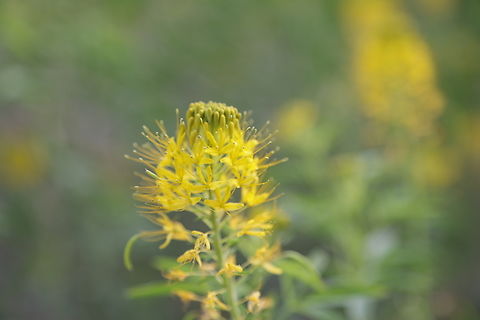 Yellow Bee Plant or Yellow Spiderflower, or Cleomella lutea https://www.jungledragon.com/image/170795/yellow_bee_plant_or_yellow_spiderflower_or_cleomella_lutea.html
 Cleomella lutea,Geotagged,Summer,United States