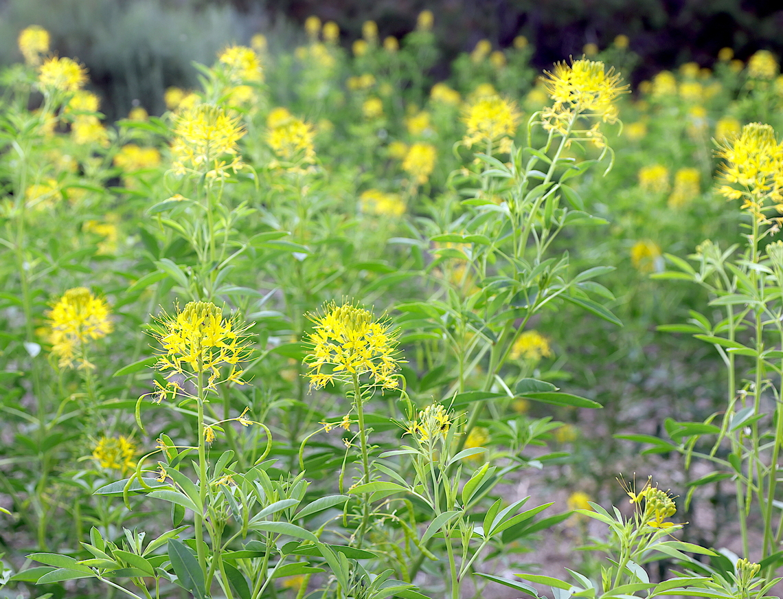 Yellow Bee Plant or Yellow Spiderflower or Cleomella lutea  Cleomella lutea