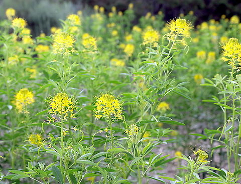Yellow Bee Plant or Yellow Spiderflower or Cleomella lutea  Cleomella lutea