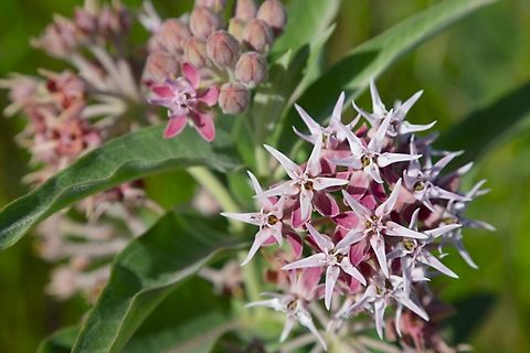 Showy Milkweed or Asclepias speciosa  Asclepias speciosa,Geotagged,Summer,United States