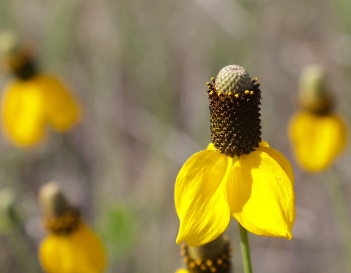 Prairie Coneflower or Ratibida columnifera  Geotagged,Ratibida columnifera,Summer,United States,Upright Prairie Coneflower